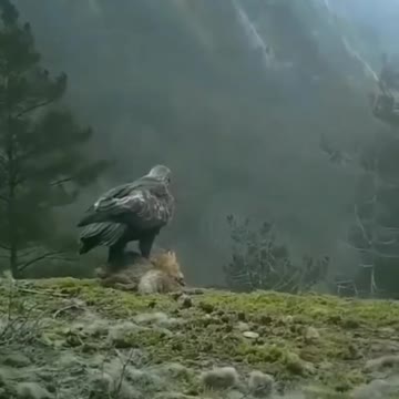 Hello my friend 🐺 🦅