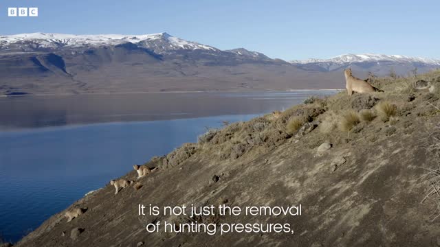 Pumas learn to share | Dynasties II | BBC Earth