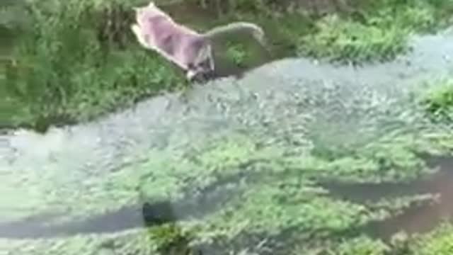 Smart Funny Animals