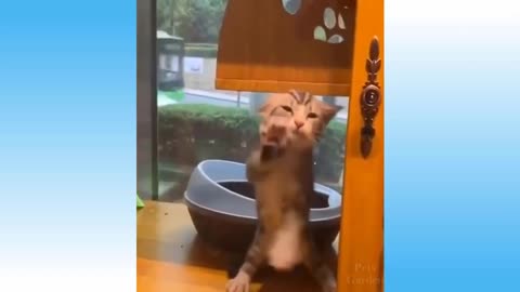 funny pussy cats