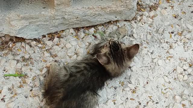 These two kittens never gets bored playing with each other all the time