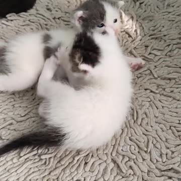 cute cat love together little cat love Cat