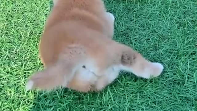 Best Dog For Home Videos __ Funny Animal & Pets (Dog) Compilation __ Chines Tiktok 2021 __ Dog Home