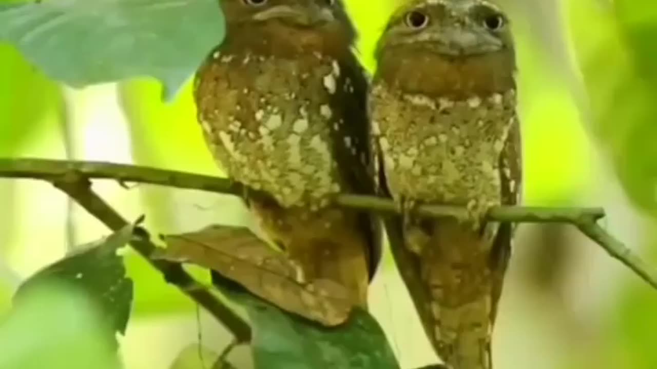 Wildlife in closer view with a natural perspective.