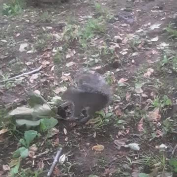 Colt helps Coral Bury a treat