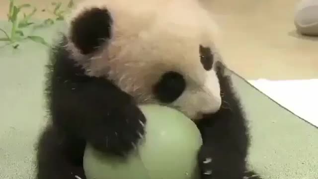 The panda is so cute to play a ball