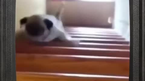 Dog Falls Down The Stairs Again | Funny Dog Video 🐶