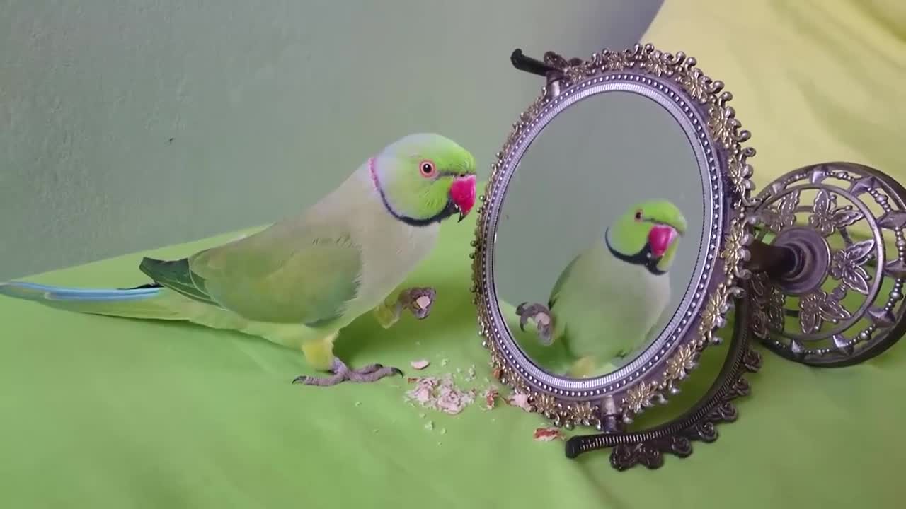 Parrot Talking to Mirror, Funny Parrots, Animals Fun #16khdrvideo