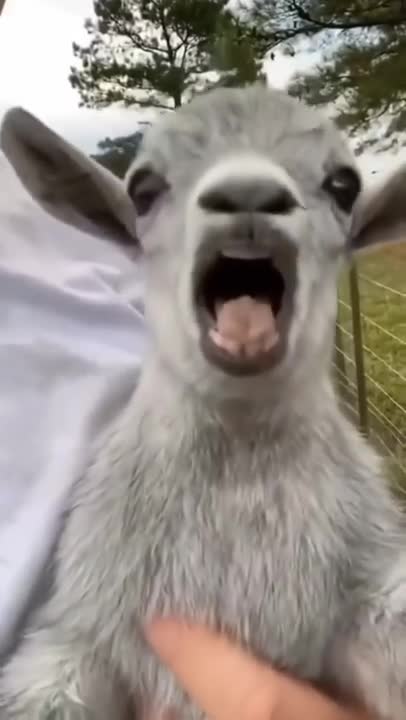 FUNNY AND CUTE ANIMALS 😂😂😂😂😂