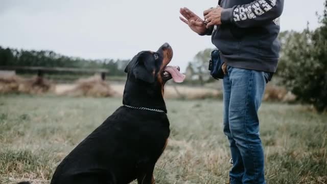 Top 10 Bravest Dog Breed In The World !