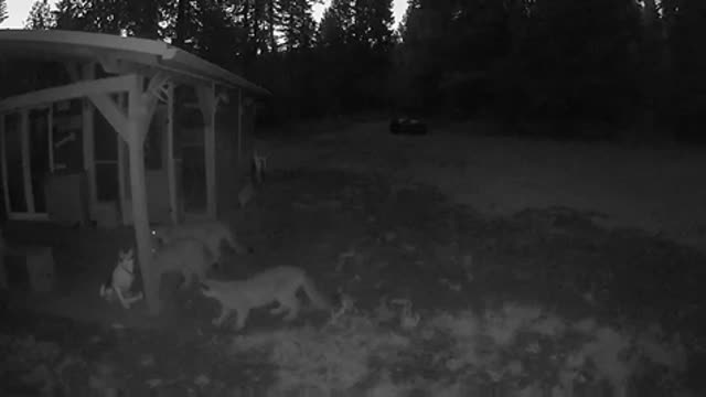 3 mountain lion on cabin porch