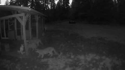 3 mountain lion on cabin porch