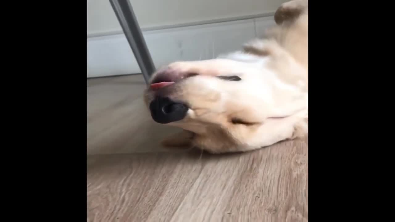 dog funny moments video