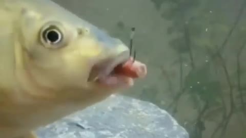 This is a beautiful and charming water-dwelling species