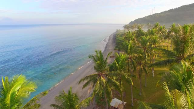 Flying Through Trees Along Beach