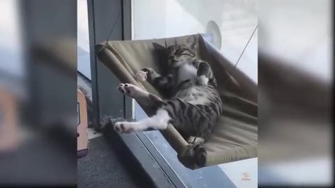 Baby Cats - Cute and Funny Cat Videos 02