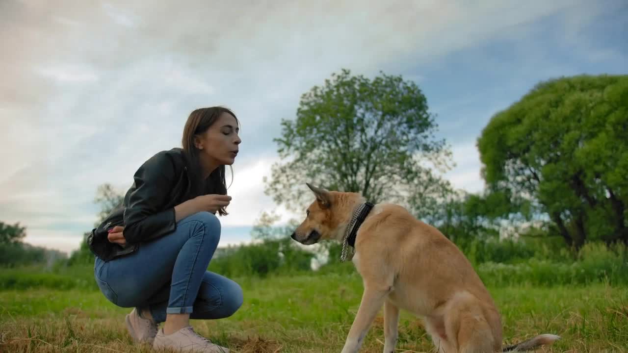 Girl teaching her home dog with interesting tricks in the park