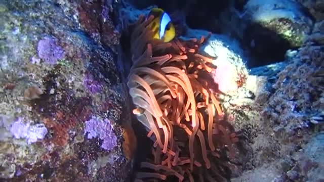 Clown fish (NEMO)