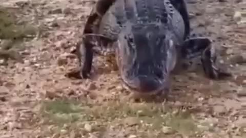 Gator Has Something Else In Mind To Eat