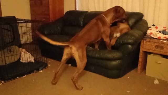 Rhodesian Ridgebacks Entertain Themselves Inside While Their Person Has a Broken Foot