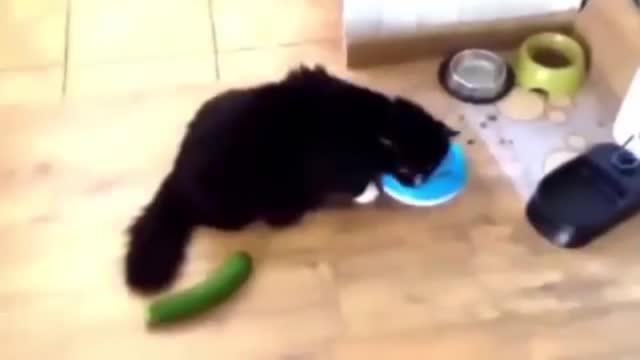 CATS Vs CUCUMBER PICKLE CATS FUNNY Cats Compilation try not to laugh, Funny Animals