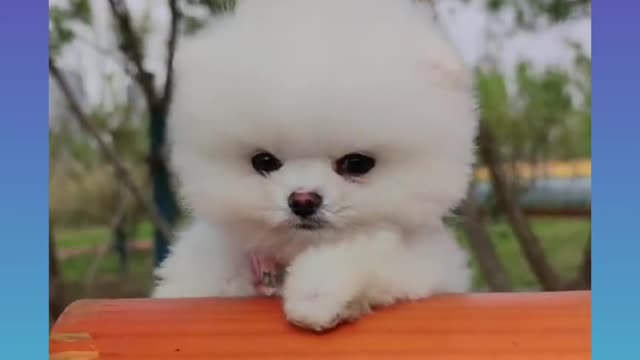 Cute dog and cute