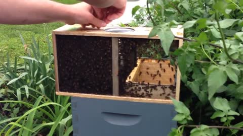 backyard beekeeping