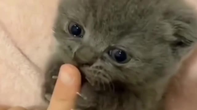 Daily funny viral video. Beautiful cat and fun. Amazing cute animal.