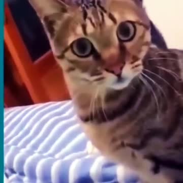 Funny video of cat and dog short video