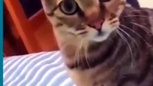 Funny video of cat and dog short video