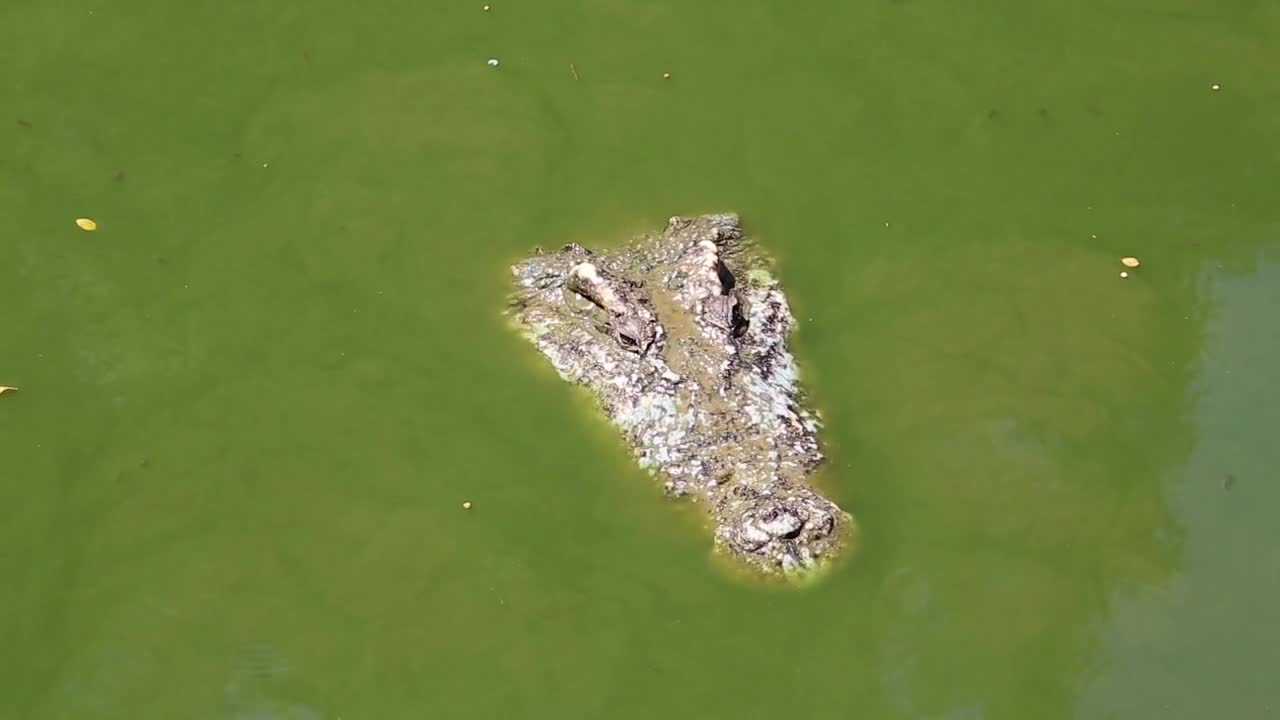 Big crocodile in green water