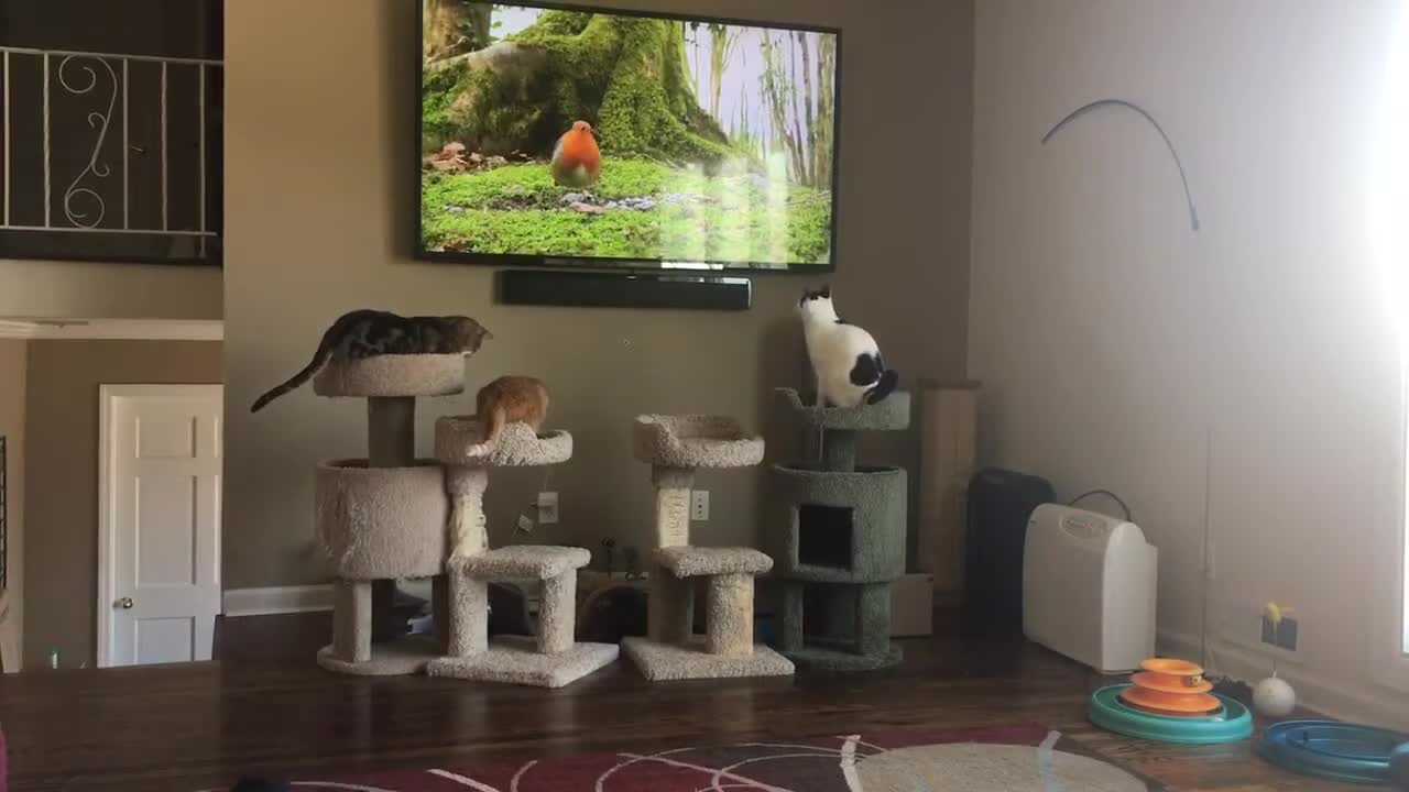 Cats attack bird on tv