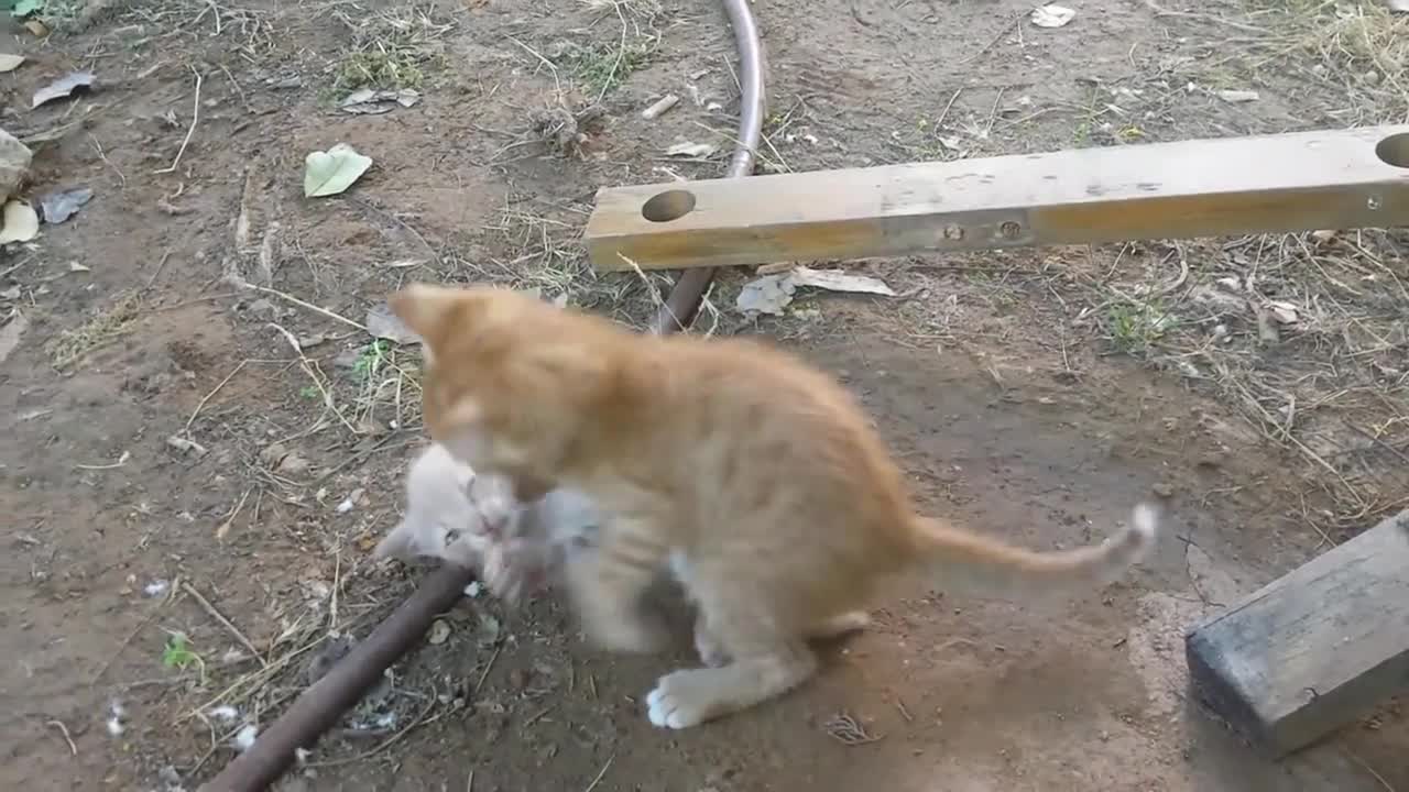 kittens playing in the garden