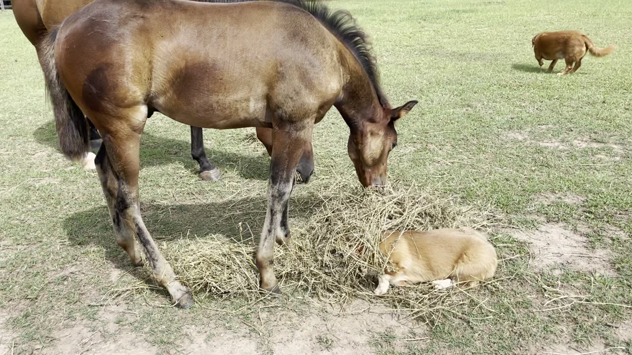 Corgi And Colt Are Best Friends