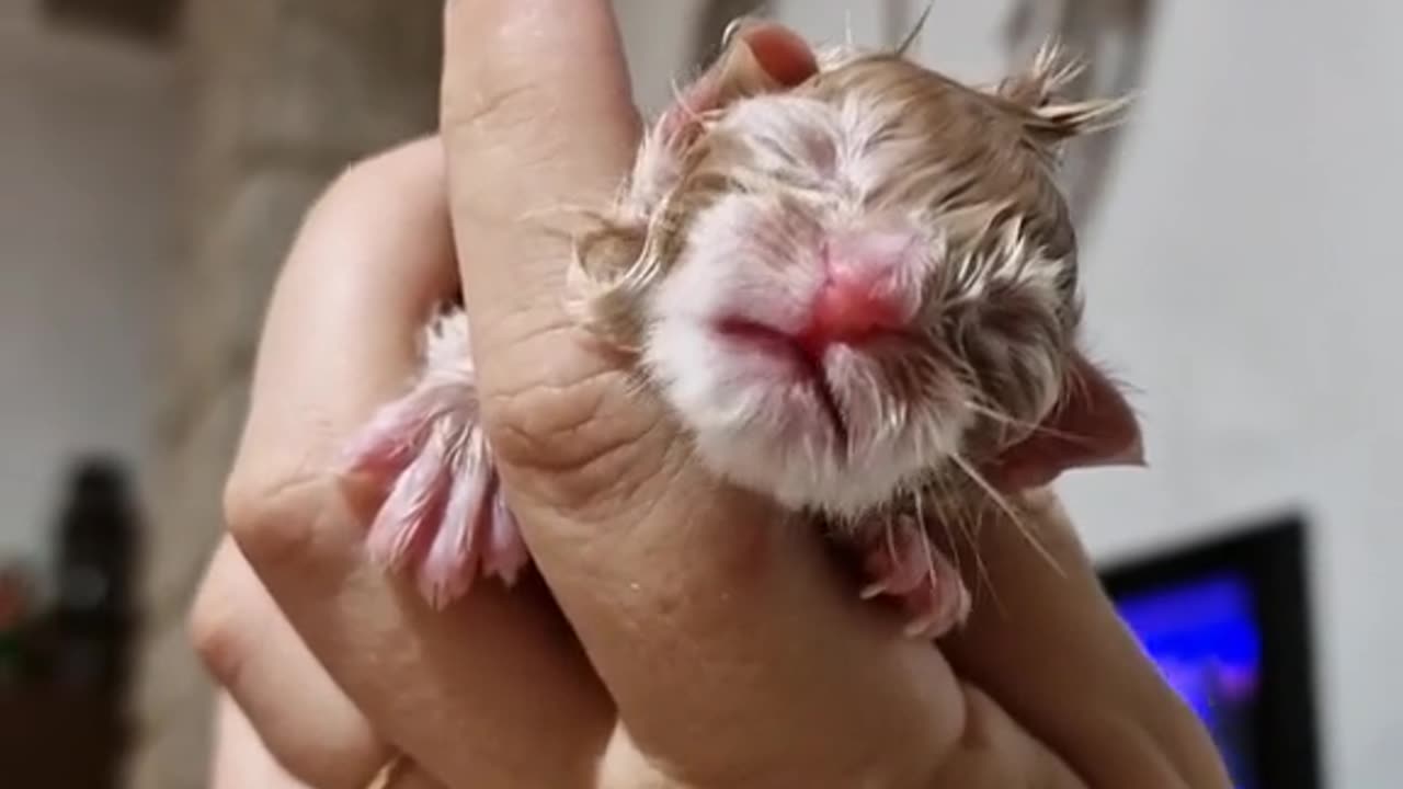 Literally new born kitten saying mama😍