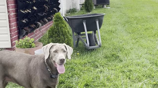 Charlie the Labrador “receiver”