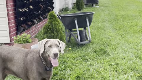 Charlie the Labrador “receiver”