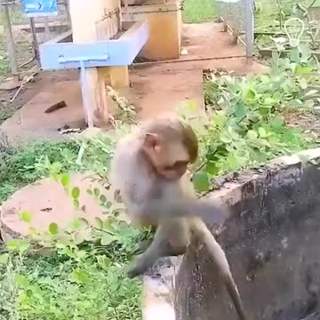 Resgate de gato por um macaco.. 😇