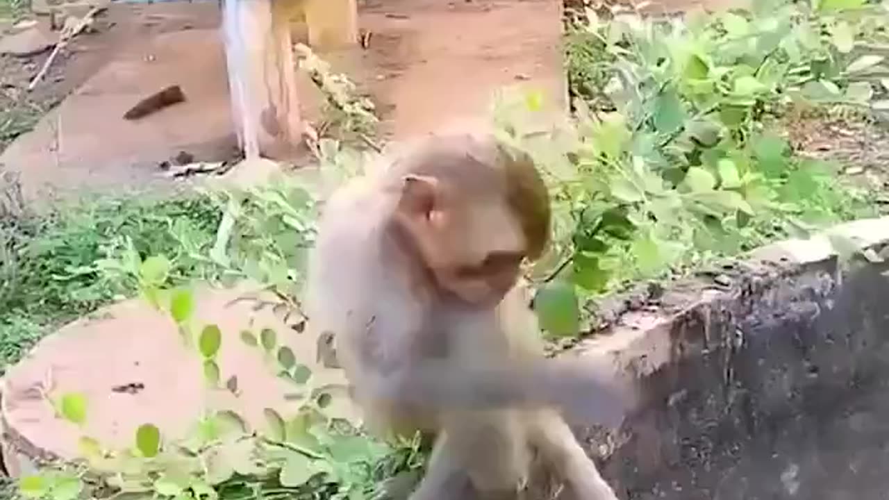 Resgate de gato por um macaco.. 😇