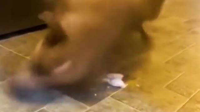 Dog and cat so funny 😂🤣🤣