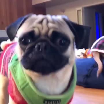 No podía más de la tristeza al separarse de su papá humano, pero encontraron la mejor solución