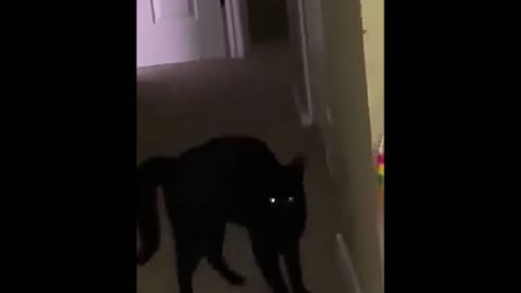 Kitty
