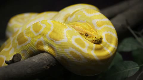 PYTHON_PRO_45._oop_basic_concepts (1080p)