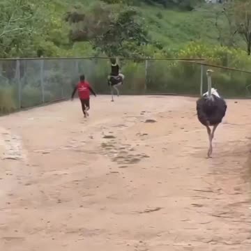 Crazy Austrich Running with a Pretty Girl