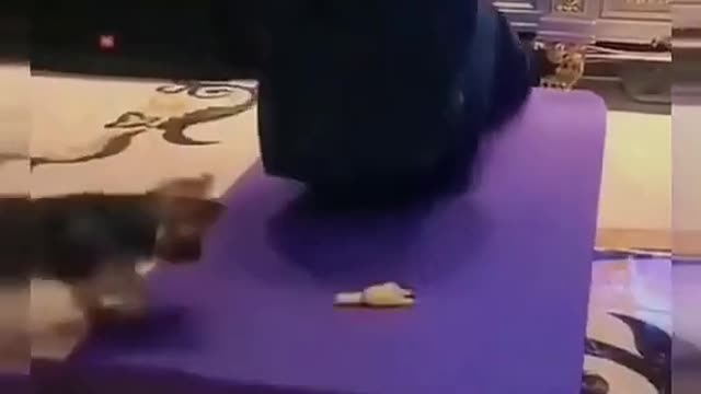 Comedy Videos | Funny