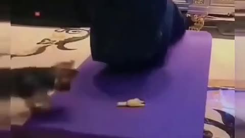 Comedy Videos | Funny