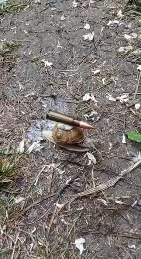 Armed snail