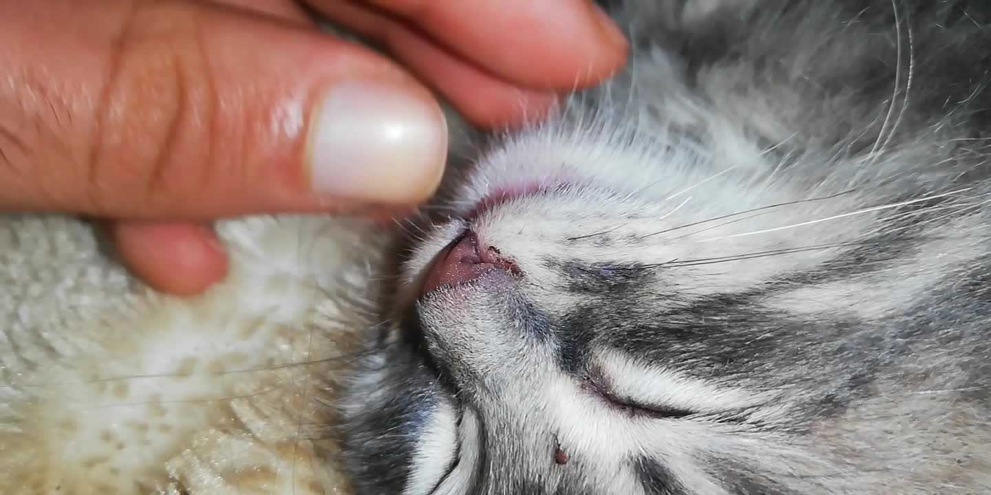 my cat are have small teeth