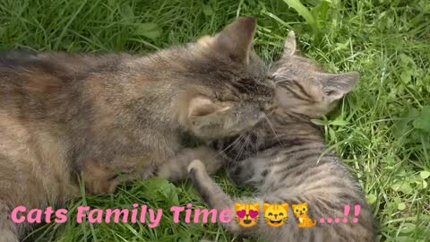 Cute Cat's Family Time 😻😸🐈..!!