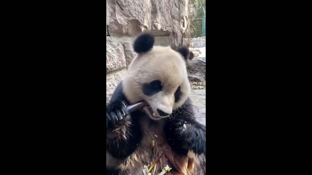 Giant Panda eating a bamboo